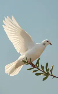 کود کبوتر