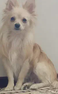 سگ پامر