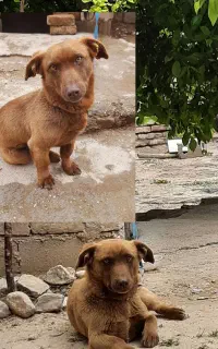 سگ کوچک گمشده