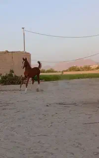 آتَش ( کره ۴ نشان )