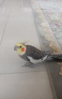 عروس هلندی