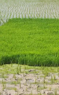 نشا برنج طارم هاشمی . خزانه