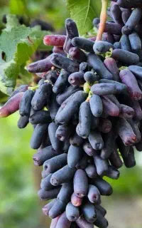 نهال موز بلوبری تمشک مناسب گلدان و باغ