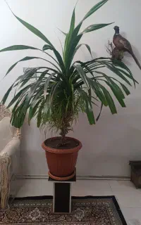 گل پاندانوس ۲متری مخصوص فروشگاه ومغازه خانه