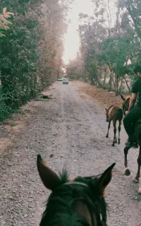 اجاره پانسیون اسب