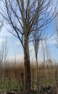 خرید انواع درخت وچوب