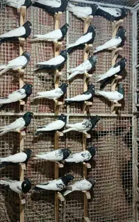 سینه کله آس