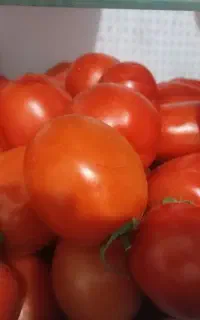 گروه سرکارگری دارم  برای برداشت گوجه