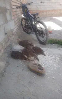 4عددبوقلمون بزرگ شده درباغ