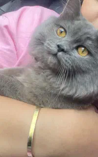 گربه نژاد دار
