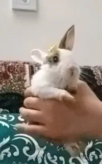 خرگوش