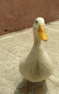 اردک