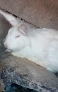 خرگوش