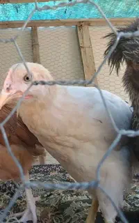 اردک نرو جوجه مرغ و خروس کاکلی وچهل تاج