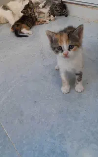 گربه