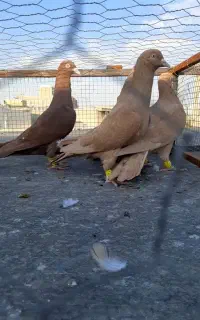 پرنده