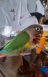 پرنده ی گرینچیک گمشده