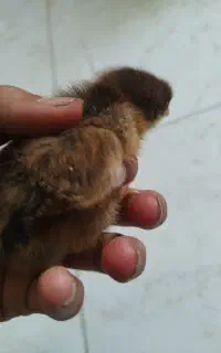 جوجه مرغ رسمی