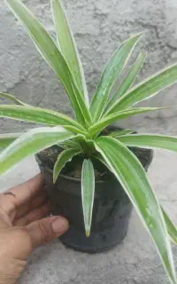 گل طبیعی