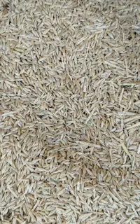 بذر جو حدود 100کیلو جلو