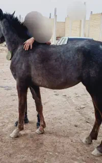 فروش اسب