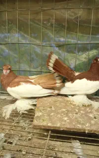 کبوتر زینتی یو ولگا