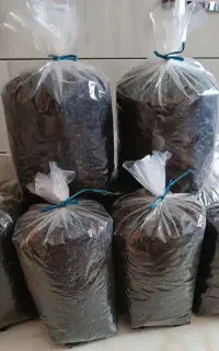 عرضه مستقیم چای بهاره مرغوب شمال