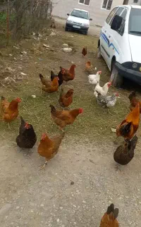 مرغ محلی  تخم گذار