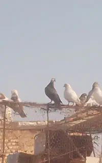 فروش کفتر