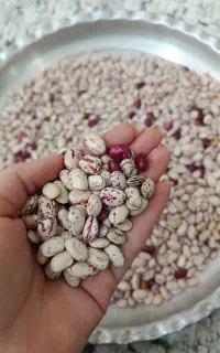 لوبیا مخلوط تمیز و باکیفیت ـ تازه و درجه یک