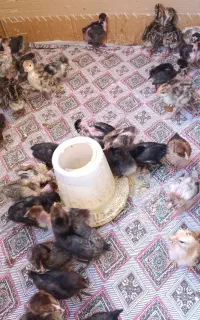 جوجه مرغ محلی دو هفته ای