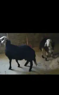 بره قوچ