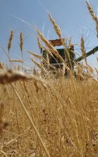 راننده کمباین