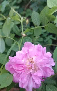 عرق گیاهی خواص درمانی