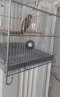 سره قناری بخون