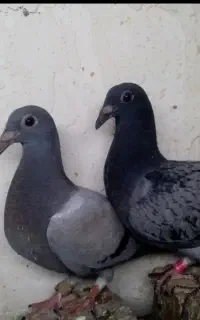 کبوتر