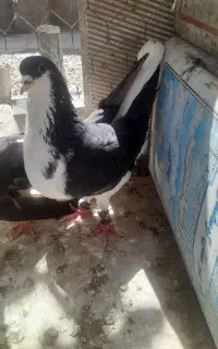 کفتر امری