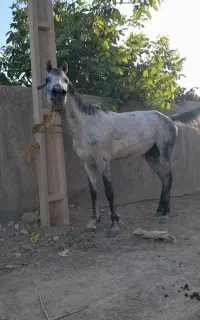 اسب نریان