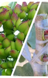 پیوند انواع درختان