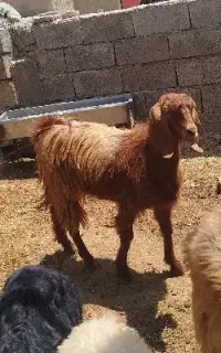 بزغاله چاق