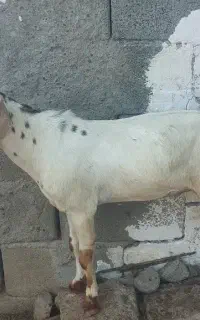 نری چاق چله مخصوص نذری