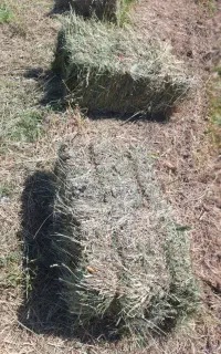 پرس علف یا علوفه باغی