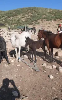 ۵راس اسب۴تامادیون و۱کره نریون
