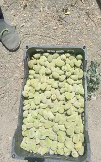بادام تازه خوری درشت سفید