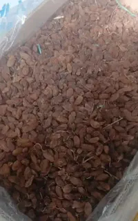 کشمش زیر قیمت خشکبار سفارش پذیرفته میشود