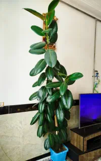 گل گیاه