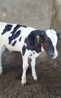 گوساله نر