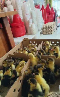 جوجه اردک اسرایلی و روسی و ماندرین ‌وخارجی