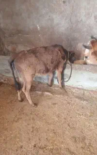 گوساله ماده علف خور
