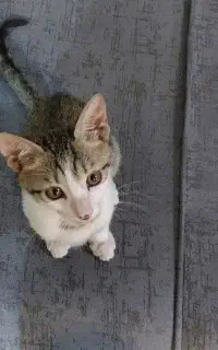 واگذاری ۲ عدد گربه